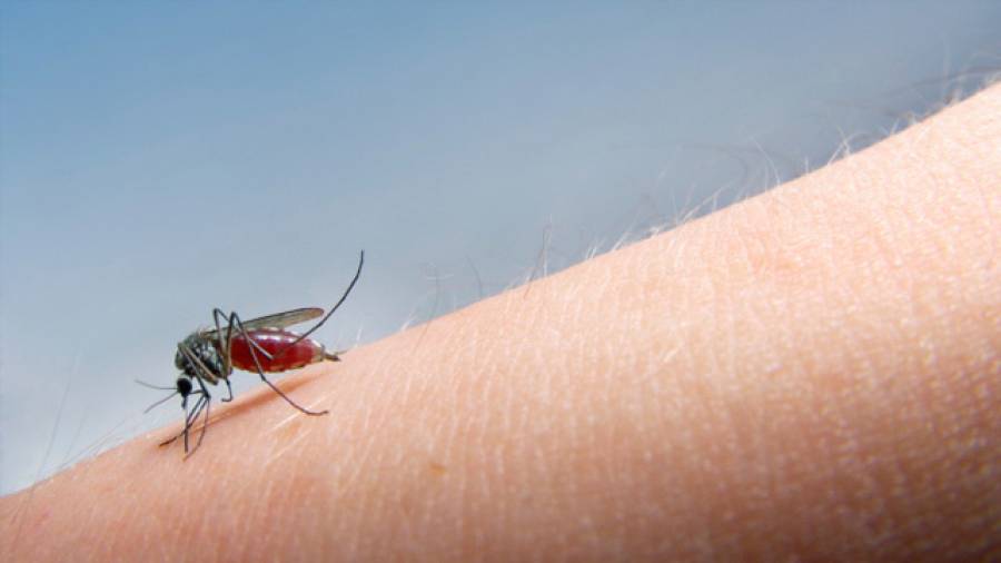 Kleine Biester – Tipps gegen Stechmücken