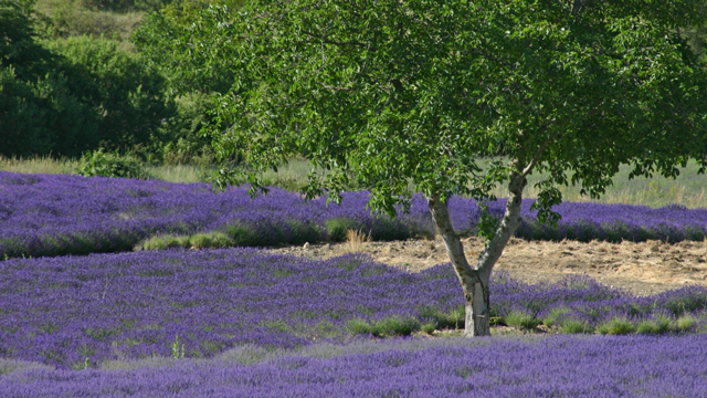 Lavendel – Blaues Wunder? 