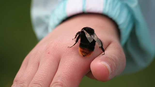 Vorsicht vor Insektenstichen